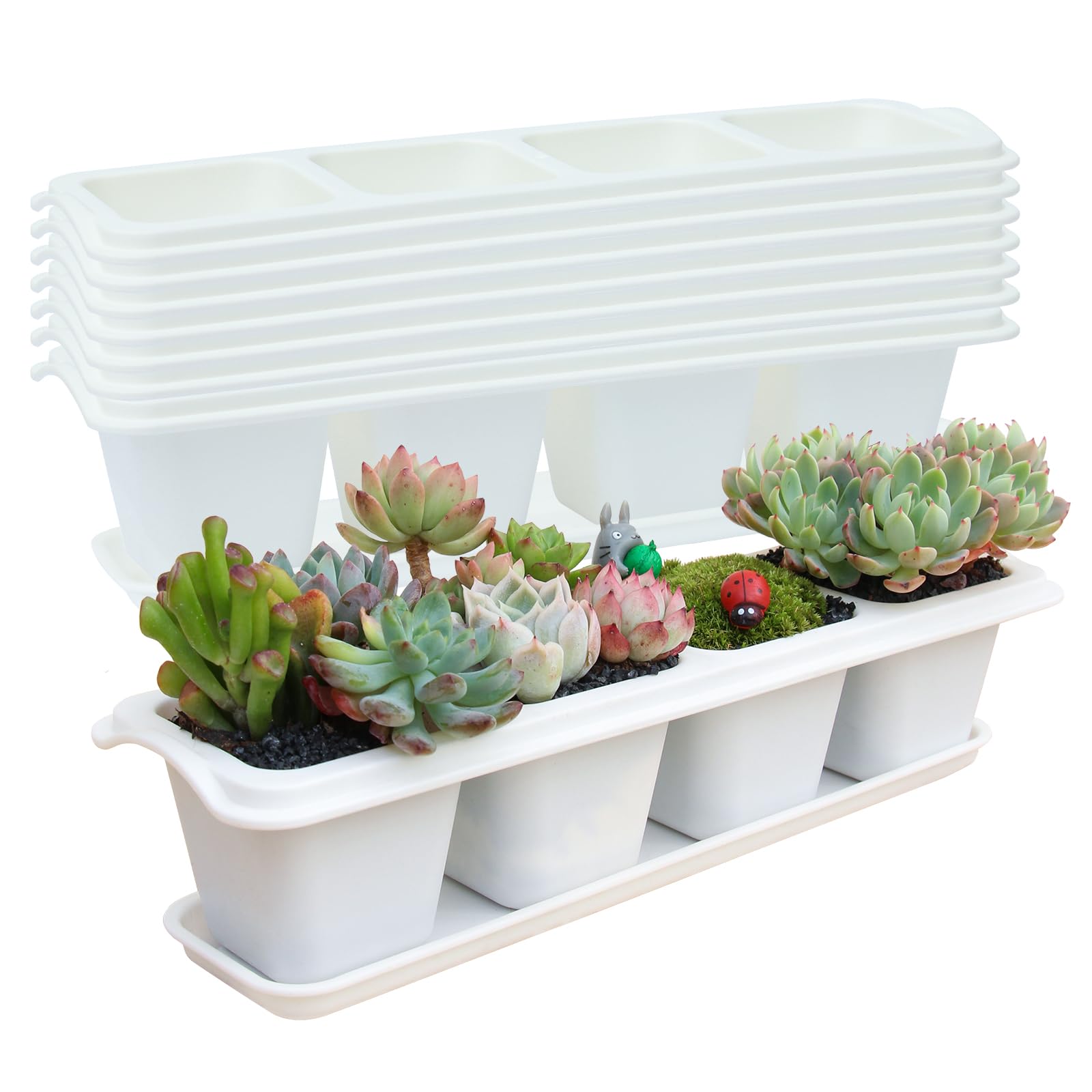 Amazon.co.jp: Oliz 多肉植物ポットセット、8個 ミニフラワー植物 Amazon.co.jp: Oliz 多肉植物ポットセット、8個 ミニフラワー植物